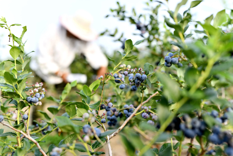 贵州穗丰酒业开发有限公司